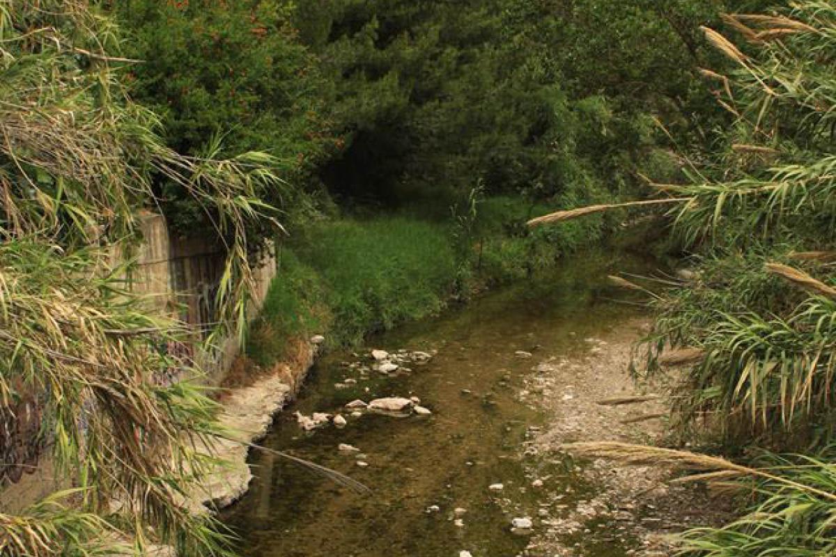 Πικροδάφνη - φωτ. Μαρτίνος Γκαίτλιχ