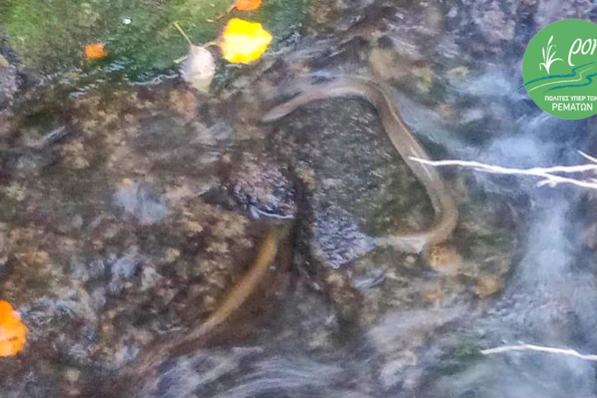 Ερασίνος - Από διευθέτηση σε διευθέτηση θα μας μείνουν μόνο οι πέτρες !