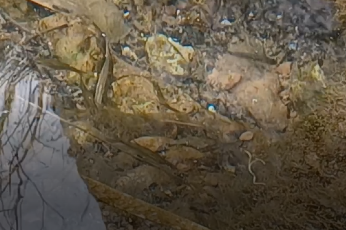 Τί συμβαίνει στον Ερασίνο - Ζητούμε στήριξη και συμμετοχή | Ροή - Πολίτες υπέρ των ρεμάτων