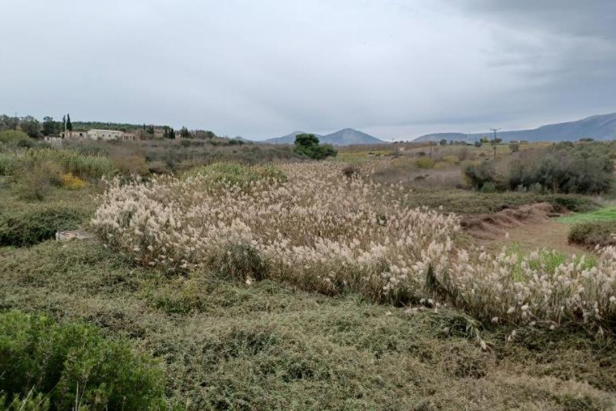 Τί συμβαίνει στον Ερασίνο - Ζητούμε στήριξη και συμμετοχή | Ροή - Πολίτες υπέρ των ρεμάτων