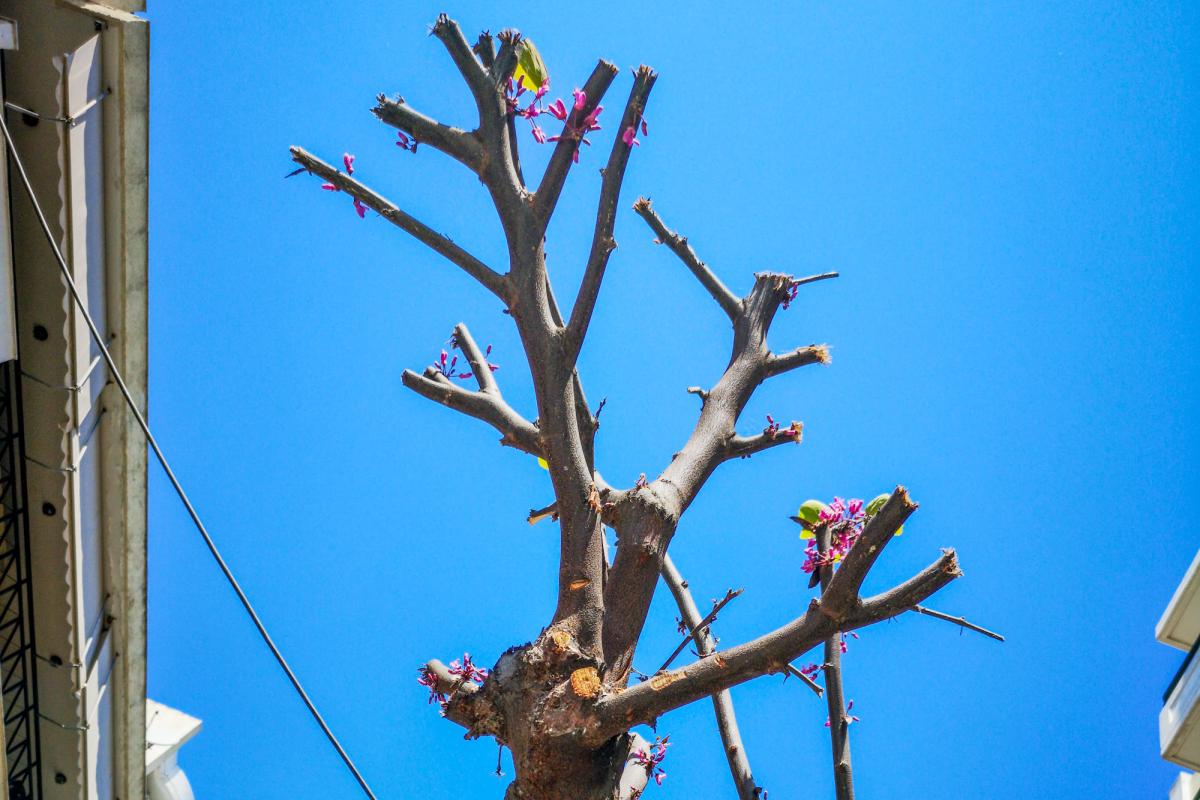 Καταστροφικό κλάδεμα