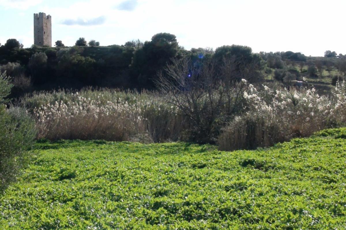 Φράγκικο Πύργο Βραυρώνας