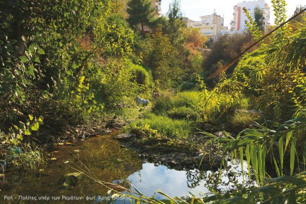 Πικροδάφνη - φωτ. Άρης Βιδάλης
