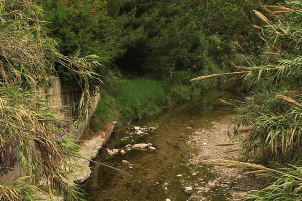 Πικροδάφνη - φωτ. Μαρτίνος Γκαίτλιχ