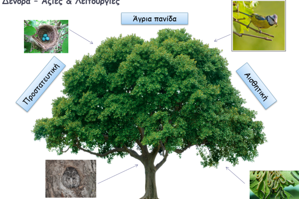 Ο σύνθετος και πολύτιμος ρόλος των δέντρων