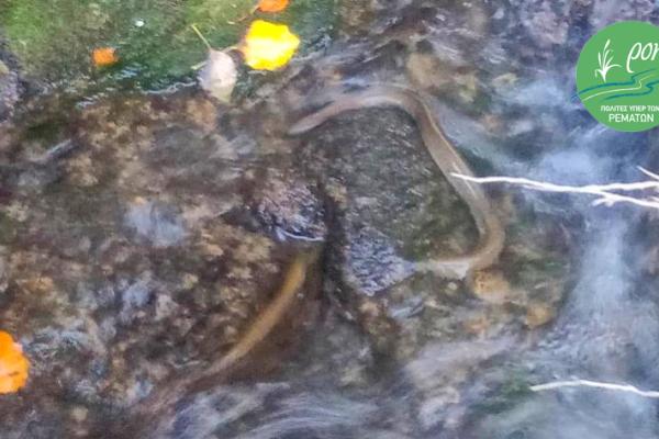 Ερασίνος - Από διευθέτηση σε διευθέτηση θα μας μείνουν μόνο οι πέτρες !