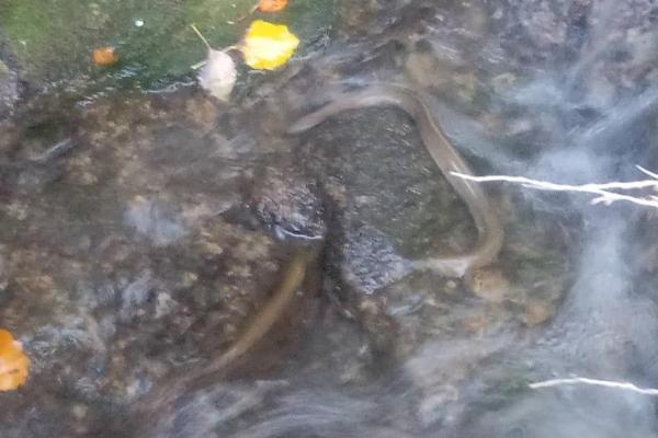 Τί συμβαίνει στον Ερασίνο - Ζητούμε στήριξη και συμμετοχή | Ροή - Πολίτες υπέρ των ρεμάτων