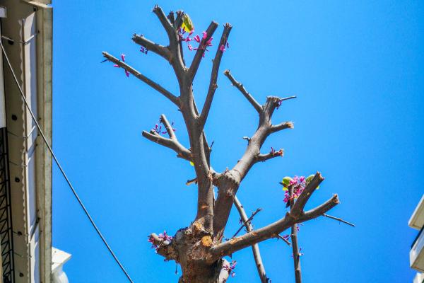 Καταστροφικό κλάδεμα