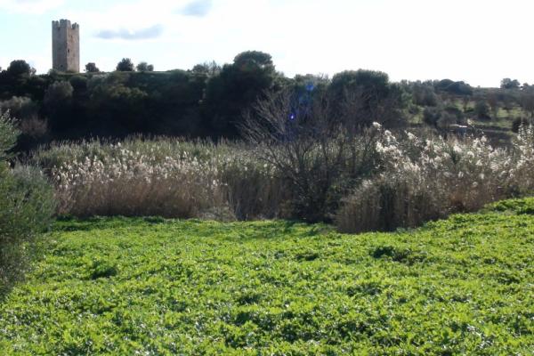 Φράγκικο Πύργο Βραυρώνας