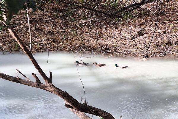Πάπιες στο ρυπασμένο τμήμα